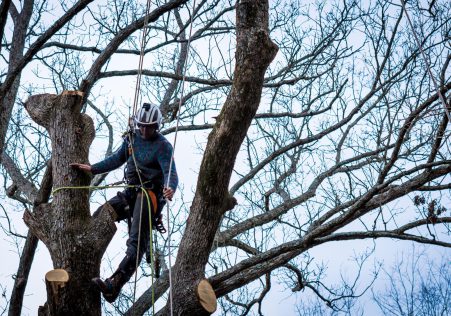 Tree Lopping
